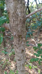 Zanthoxylum hirsutum