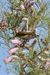 Phylloscopus collybita