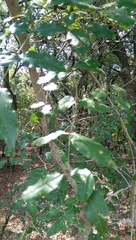Zanthoxylum hirsutum