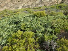 Juniperus macrocarpa