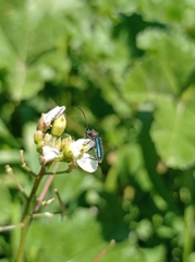Cartallum ebulinum
