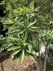 Magnolia virginiana