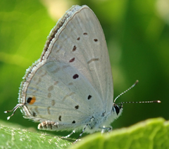 Eicochrysops hippocrates