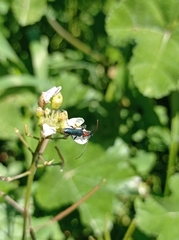 Cartallum ebulinum