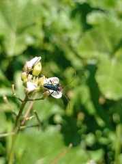Cartallum ebulinum