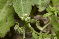 Valerianella discoidea