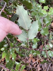 Berberis wilcoxii