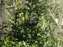 Crotophaga ani