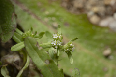 Valerianella discoidea