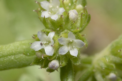 Valerianella discoidea