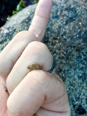 Cymothoida