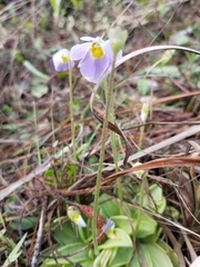 Pinguicula primuliflora