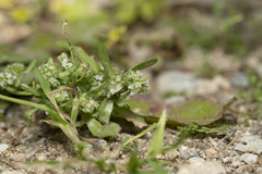 Valerianella discoidea