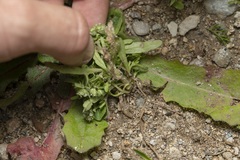 Valerianella discoidea