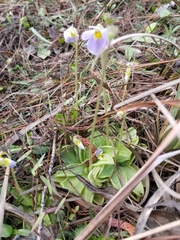 Pinguicula primuliflora