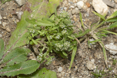 Valerianella discoidea
