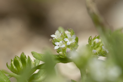Valerianella discoidea