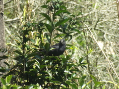 Crotophaga ani