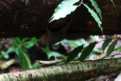 Sciurus granatensis