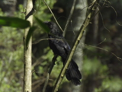 Crotophaga ani