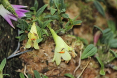 Dendrobium cuthbertsonii