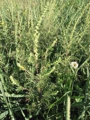 Ambrosia tenuifolia