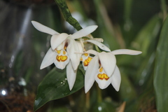 Coelogyne nitida