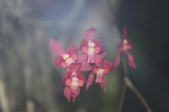 Oncidium noezlianum
