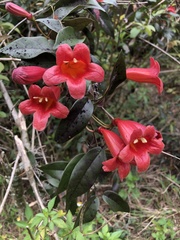 Bignonia capreolata image