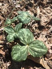 Trillium cuneatum