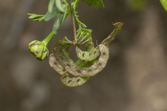 Hippocrepis multisiliquosa