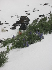 Lupinus altimontanus