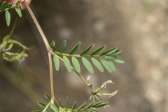 Hippocrepis multisiliquosa