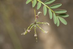 Hippocrepis multisiliquosa