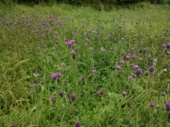 Cirsium filipendulum