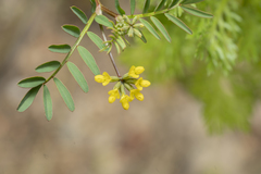 Hippocrepis multisiliquosa