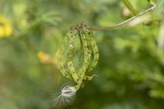 Hippocrepis multisiliquosa