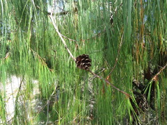 Pinus lumholtzii