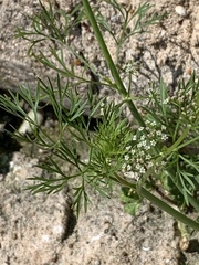 Ammoselinum