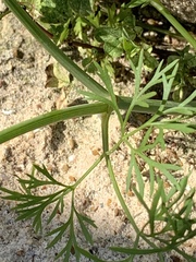 Ammoselinum