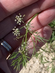 Ammoselinum