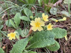 Primula