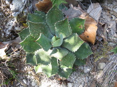 Agave guadalajarana