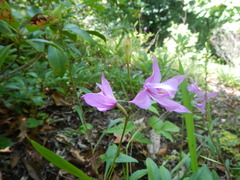 Calopogon tuberosus tuberosus