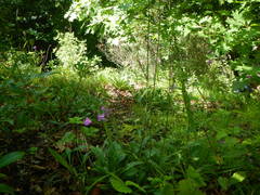 Calopogon tuberosus tuberosus