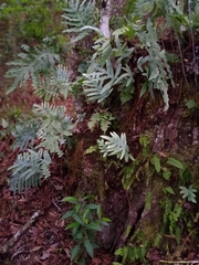 Phlebodium pseudoaureum