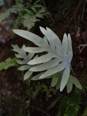 Phlebodium pseudoaureum