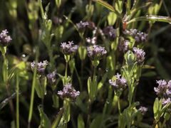 Plectritis macrocera macrocera
