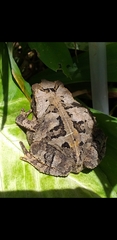 Rhinella sternosignata