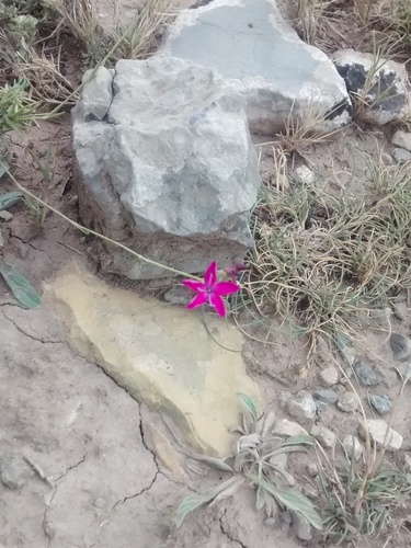 Teruel Pink (Dianthus algetanus)